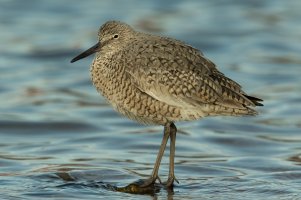 Willet (spring) 103.jpg