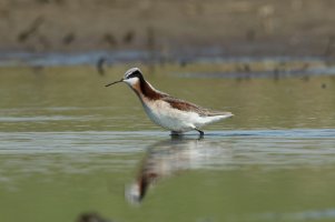 Wilson's Phalarope (female-spring) 100.jpg