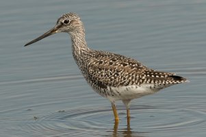 Greater Yellowlegs (adult-spring) 100.jpg