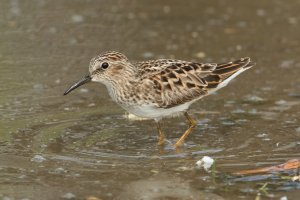 Least Sandpiper (adult-spring) 100.jpg