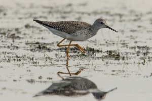 Lesser Yellowlegs (adult-spring) 102.jpg