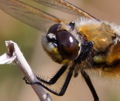 309A0071-DxO_4-spot_chaser_dragonfly_face+1.jpg