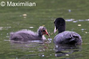 coot_feeding_1.JPG