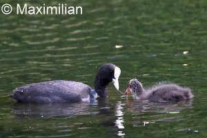 coot_feeding_2.JPG