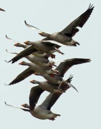 309A9888-DxO_a_tangle_of_greylag_geese-lssAut.jpg
