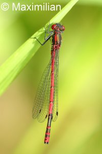 red_damselfly_L_4.JPG