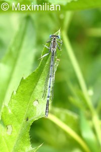 white_legged_damselfly_1.JPG