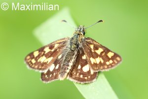 Chequered_skipper_1.JPG