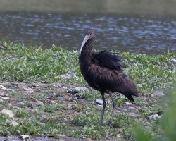 309A0187-DxO_Glossy_ibis_LS2-2_00x.jpg