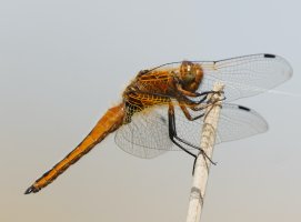 309A0425-DxO_1000mm_scarce_chaser_dragonfly-0.5_smaller.jpg