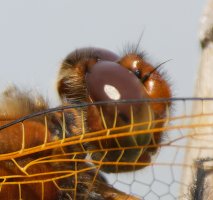 309A0432-DxO_1000mm_scarce_chaser_dragonfly-compound_eye_crop.jpg