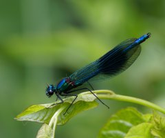 309A0595-DxO_Banded_demoiselle.jpg