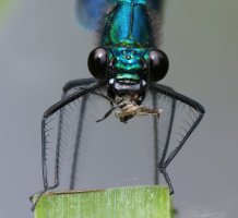 309A0630-DxO_Banded_demoiselle_eating-lssm.jpg