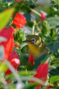 Zosterops japonicus - Japanese White-Eye 8_DxO.jpg