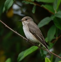 309A1071-DxO_spotted_flycatcher.jpg