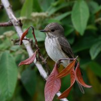 309A1100-DxO_spotted_flycatcher.jpg