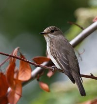 309A1242-DxO_spotted_flycatcher.jpg