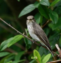 309A1267-DxO_spotted_flycatcher.jpg