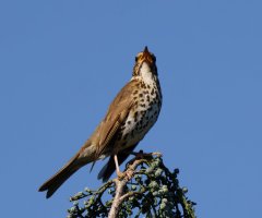 309A1288-DxO_songthrush_singing-lssm.jpg