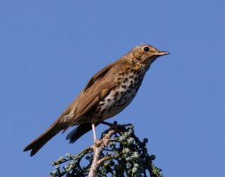 309A4313-DxO_songthrush-lssm.jpg