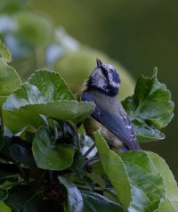 309A4361-DxO_Bluetit_iso8000+1.3_60L.jpg