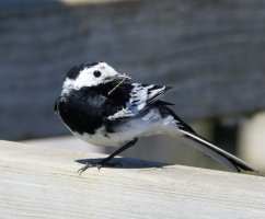 309A4545-DxO_1120mm_pied_wagtail+damselfly_LS2.jpg