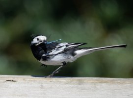 309A4575-DxO_1120mm_pied_wagtail+2_common_damselfly_LS2.jpg