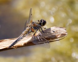 309A4566-DxO_1120mm_4-spot_chaser_dragonfly+bokeh_balls_LS2.jpg