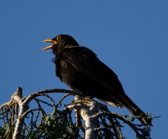 309A4776-DxO_800mm_Blackbird_singing.jpg