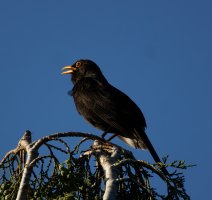 309A4725-DxO_1120mm_Blackbird_singing.jpg