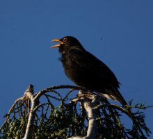 309A4753-DxO_1600mm_Blackbird_singing.jpg