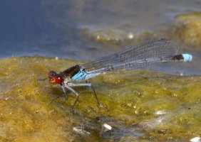 309A4671-DxO_1120mm_red_eyed_damselfly_LS2.jpg