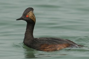 Eared Grebe (adult-spring) 100.jpg