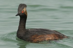 Eared Grebe (adult-spring) 101.jpg