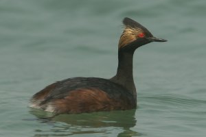 Eared Grebe (adult-spring) 102.jpg