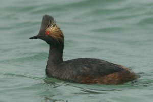 Eared Grebe (adult-spring) 103.jpg