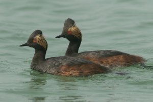 Eared Grebe (adult-spring) 113.jpg