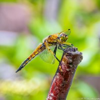 20210604 1336-01.jpg