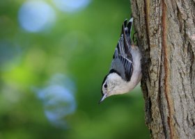 White-breasted Nuthatch.jpg