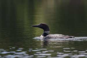 Loon.jpg