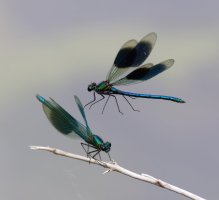 309A5633-DxO_banded_demoiselle+flying-LS-shm.jpg