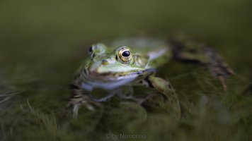 Frog RF35.jpg