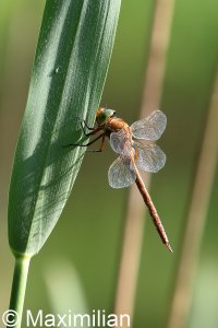 green_eyed_hawker_6.JPG