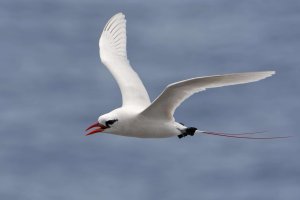 Phaethon rubricauda - Red-tailed Tropicbird 32_DxO-1.jpg