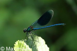 banded_demoiselle_01.JPG