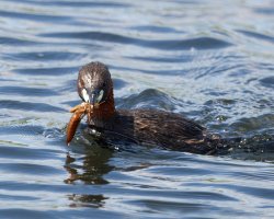 DSC_2174-DxO_little_grebe+larva-ls_g-sm.jpg