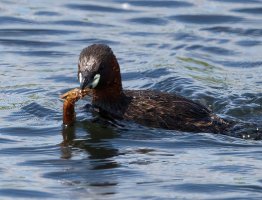 DSC_2165-DxO_little_grebe+larva-g-ls-sm.jpg