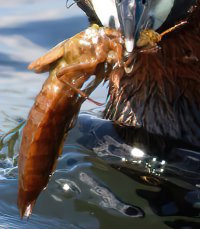 DSC_2174-DxO_little_grebe+larva-ls_g-sm NymphCrop-standard-scale-4_00x-gigapixel.jpg