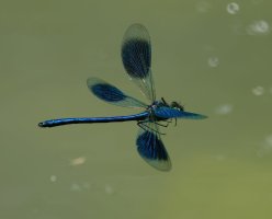 DSC_2197-DxO_Banded_demoiselle_flying-lssm.jpeg