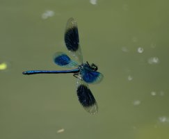 DSC_2196-DxO_Banded_demoiselle_flying-lssm.jpeg